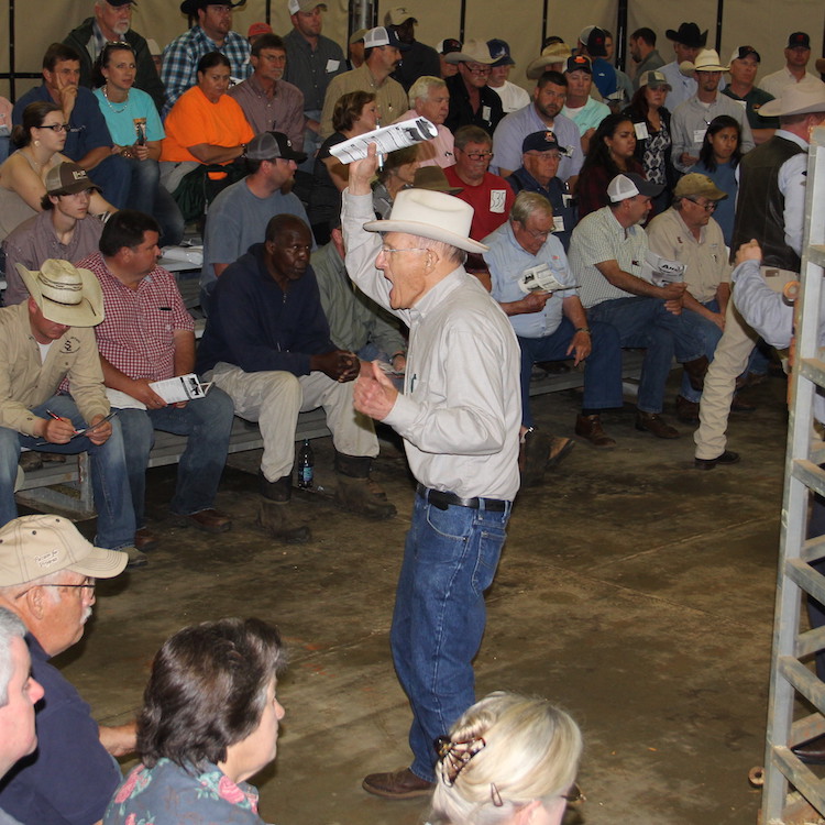COVID-19 puts livestock auctions in tough situation